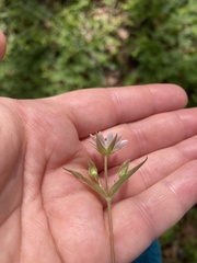 Stellaria corei