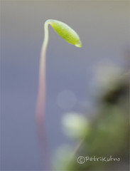Ptychostomum pallescens