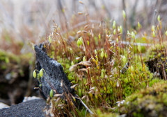 Ptychostomum pallescens