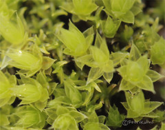 Ptychostomum pallescens