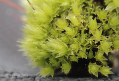 Ptychostomum pallescens