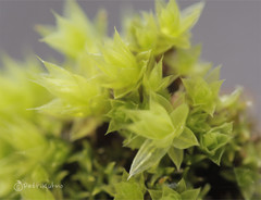 Ptychostomum pallescens