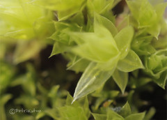 Ptychostomum pallescens