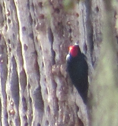 iNaturalist observation photo of Acorn Woodpecker