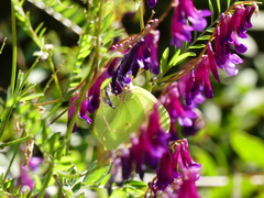 Gonepteryx cleopatra