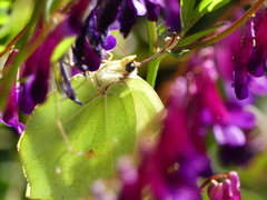 Gonepteryx cleopatra