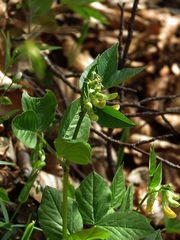 Vicia oroboides