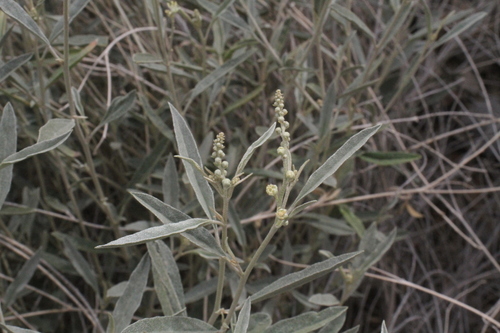Image of Big Bend Croton (Croton bigbendensis) by (c) Reid Hardin, some rights reserved (CC BY)