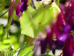 Gonepteryx cleopatra