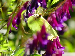 Gonepteryx cleopatra