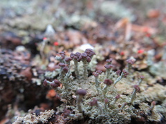 Cladonia subcariosa