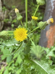 Sonchus asper