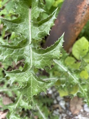 Sonchus asper