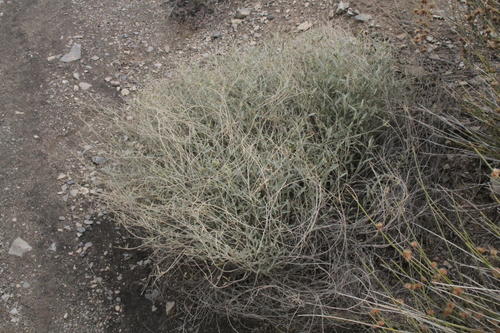 Image of Big Bend Croton (Croton bigbendensis) by (c) Reid Hardin, some rights reserved (CC BY)