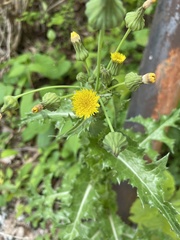 Sonchus asper