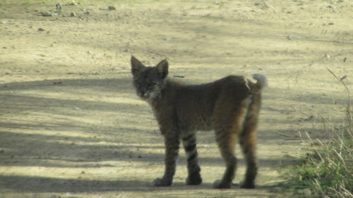 iNaturalist observation photo of Bobcat