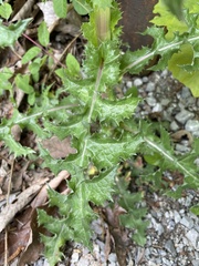Sonchus asper