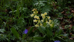 Primula elatior