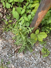 Sonchus asper