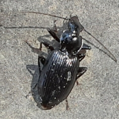 Platynina