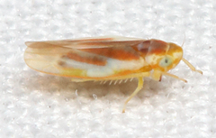 Erythridula lawsoniana