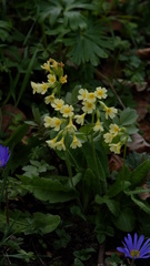 Primula elatior