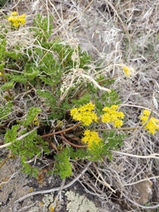 Lomatium foeniculaceum