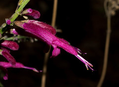 Salvia iodantha