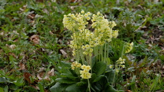 Primula elatior