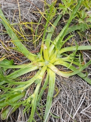 Eryngium montereyense