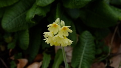 Primula elatior