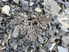 Lignocarpa