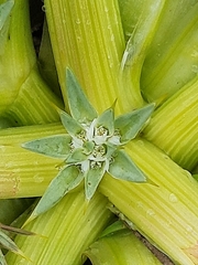 Eryngium montereyense