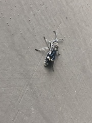 Dolichomutilla heterodonta