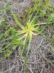 Eryngium montereyense