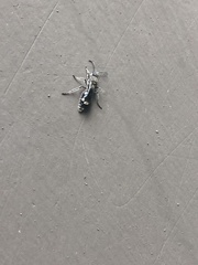 Dolichomutilla heterodonta