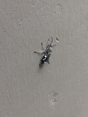 Dolichomutilla heterodonta