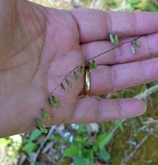 Melica mutica