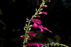 Salvia iodantha