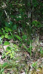 Melica mutica
