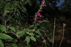 Salvia iodantha