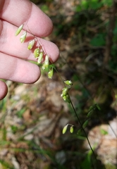 Melica mutica