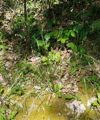 Melica mutica