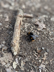Bombus terrestris