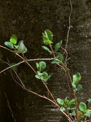 Lonicera caprifolium