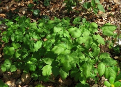 Actaea spicata