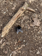 Bombus terrestris