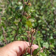 Rhus aromatica simplicifolia