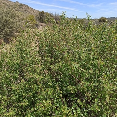 Rhus aromatica simplicifolia