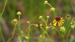 Helenium flexuosum